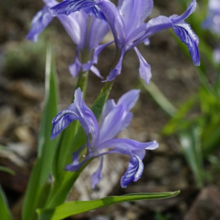 Iris zenadiae